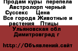 Продам куры, перепела. Австролорп черный. Суссекс. › Цена ­ 1 500 - Все города Животные и растения » Птицы   . Ульяновская обл.,Димитровград г.